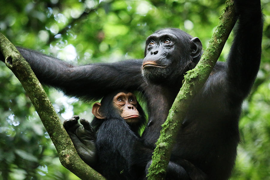 Gombe Stream National Park2