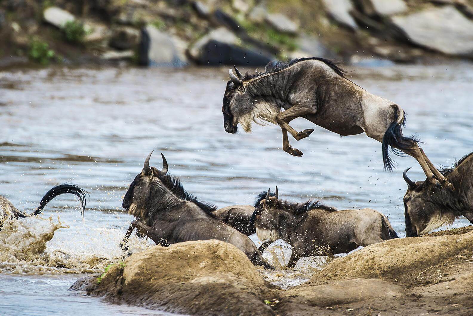 Great Migration Crossing Mara River