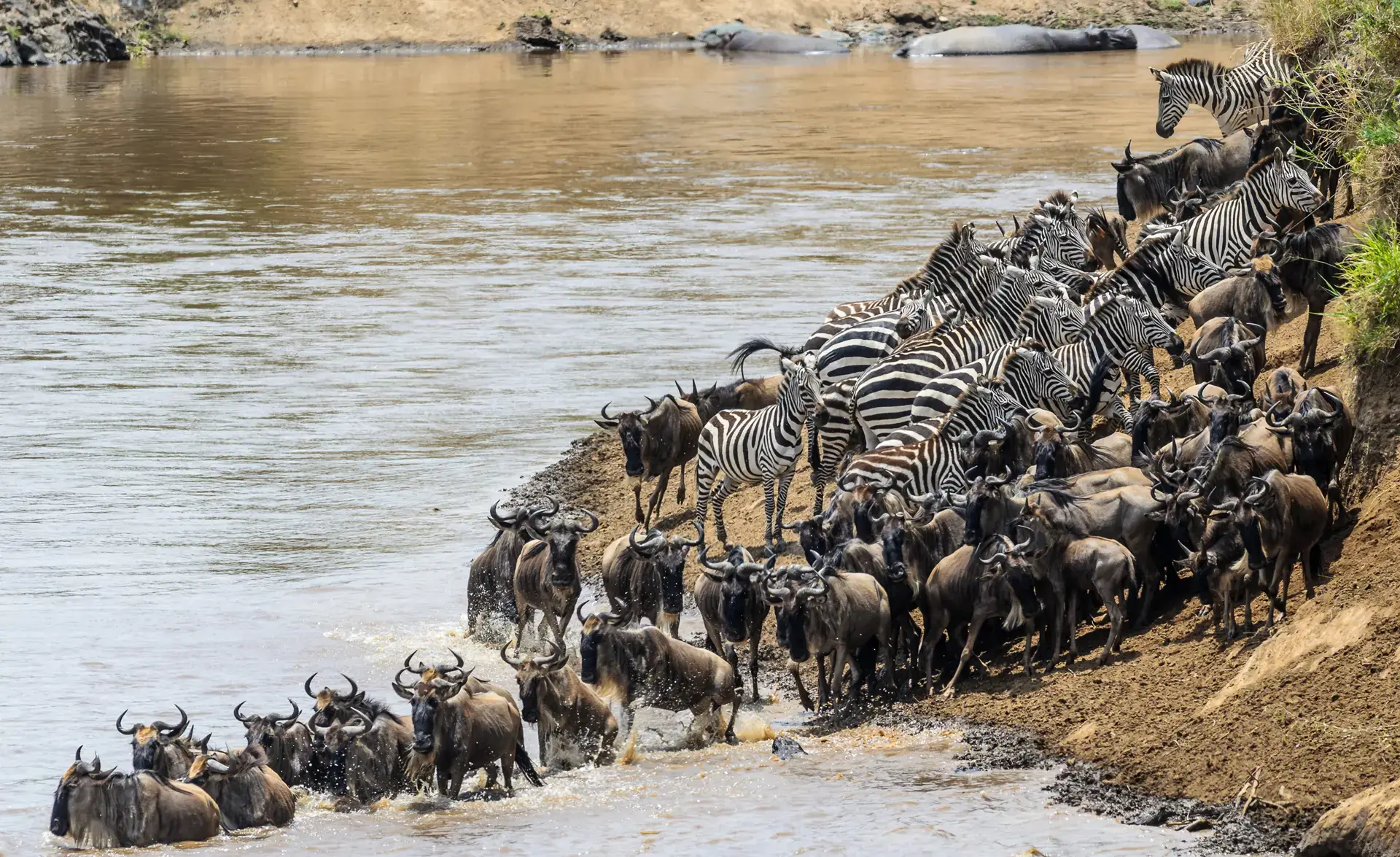 Great Migration Mara River Crossing and Zanzibar
