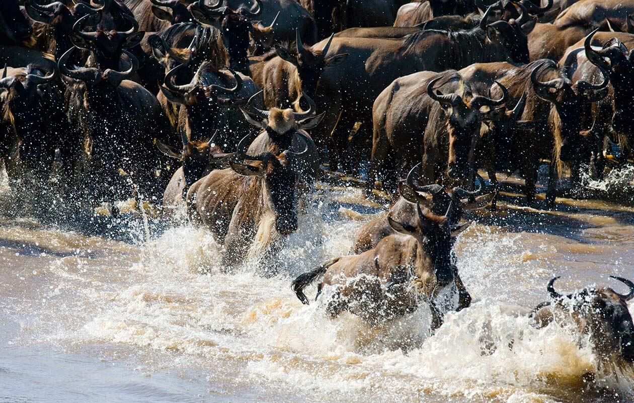 MIGRATION 5
