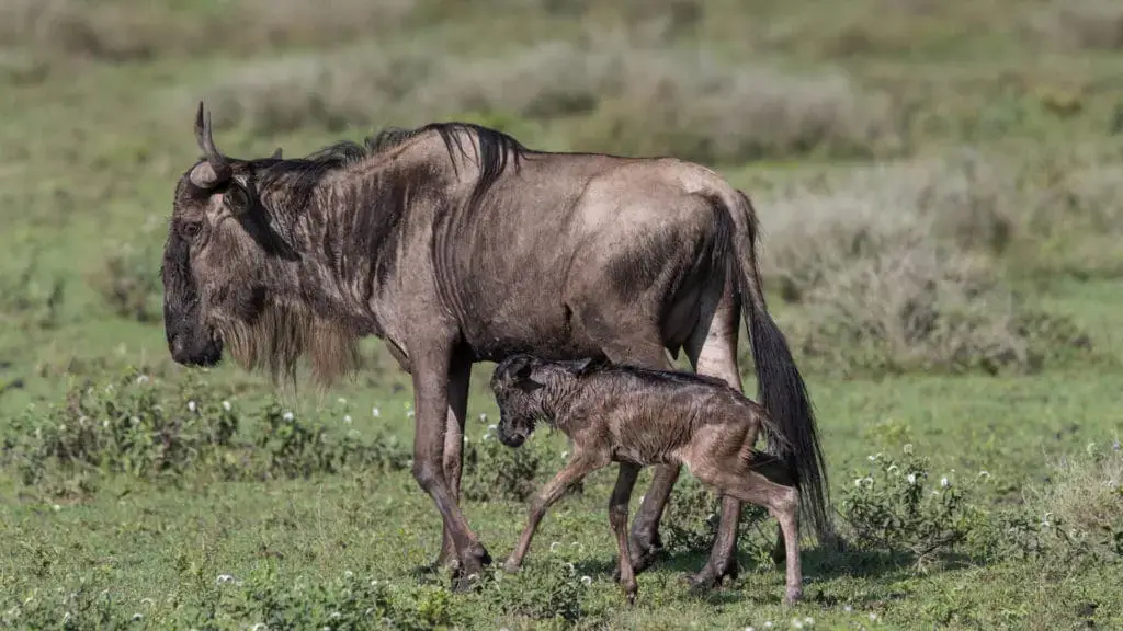 NDUTU GREAT MIGRATION DURING WILDEBEEST CALVING SEASON1