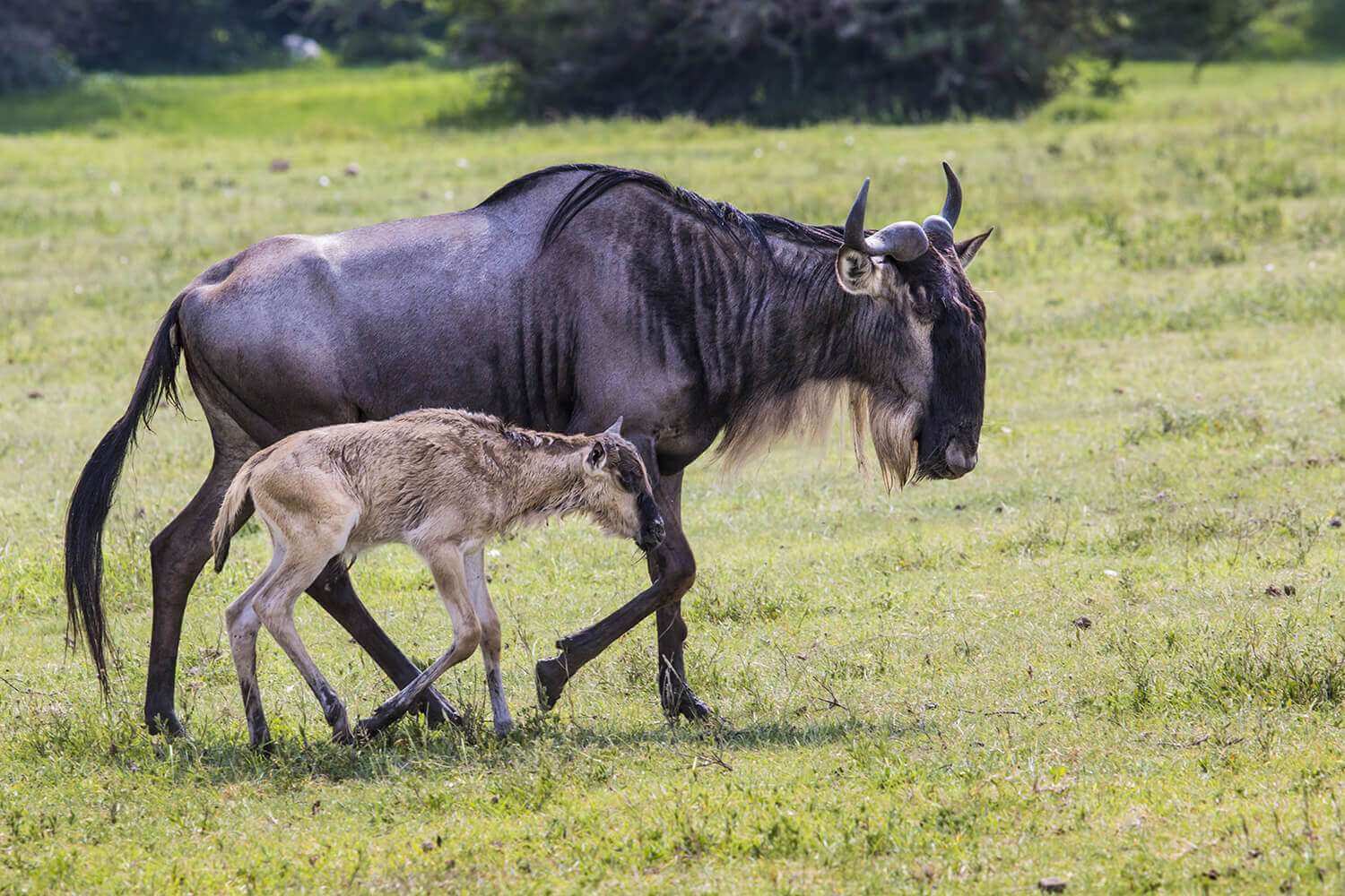 Ndutu Great Migration During Wildebeest Calving SeasonEco