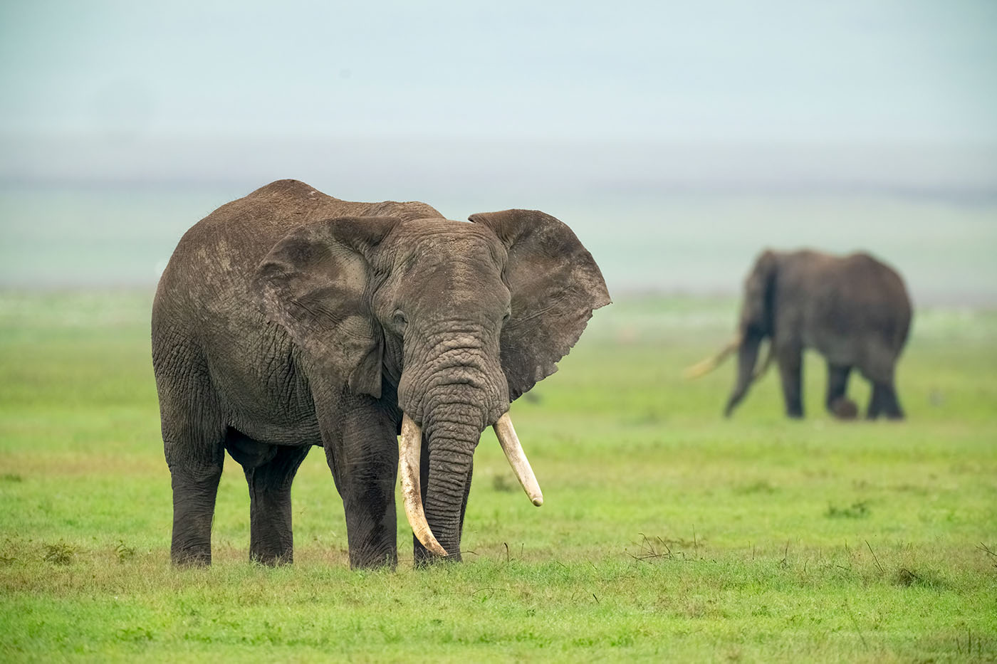 Ngorongoro Elephant Echo Life