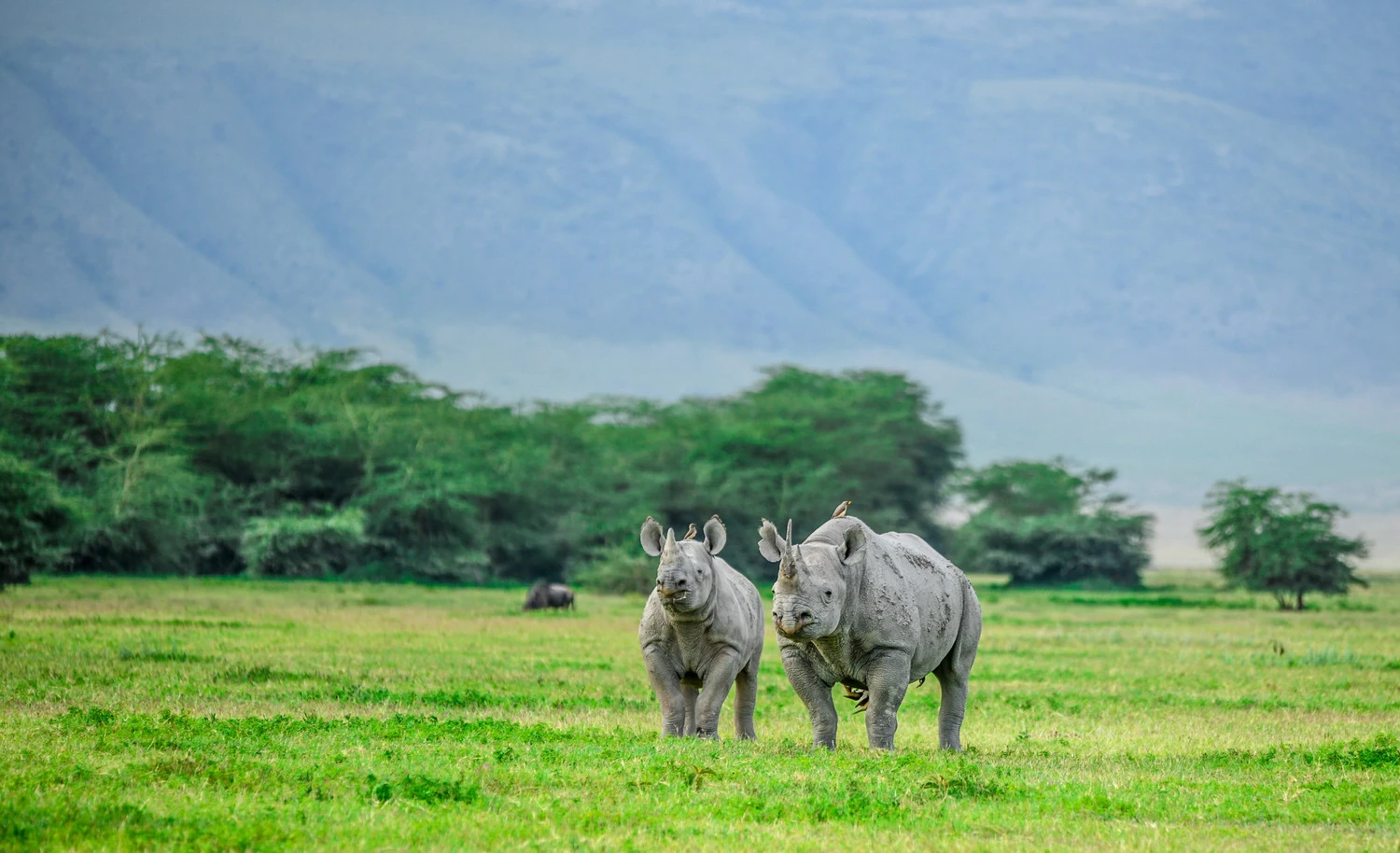 Ngorongoro Rhino