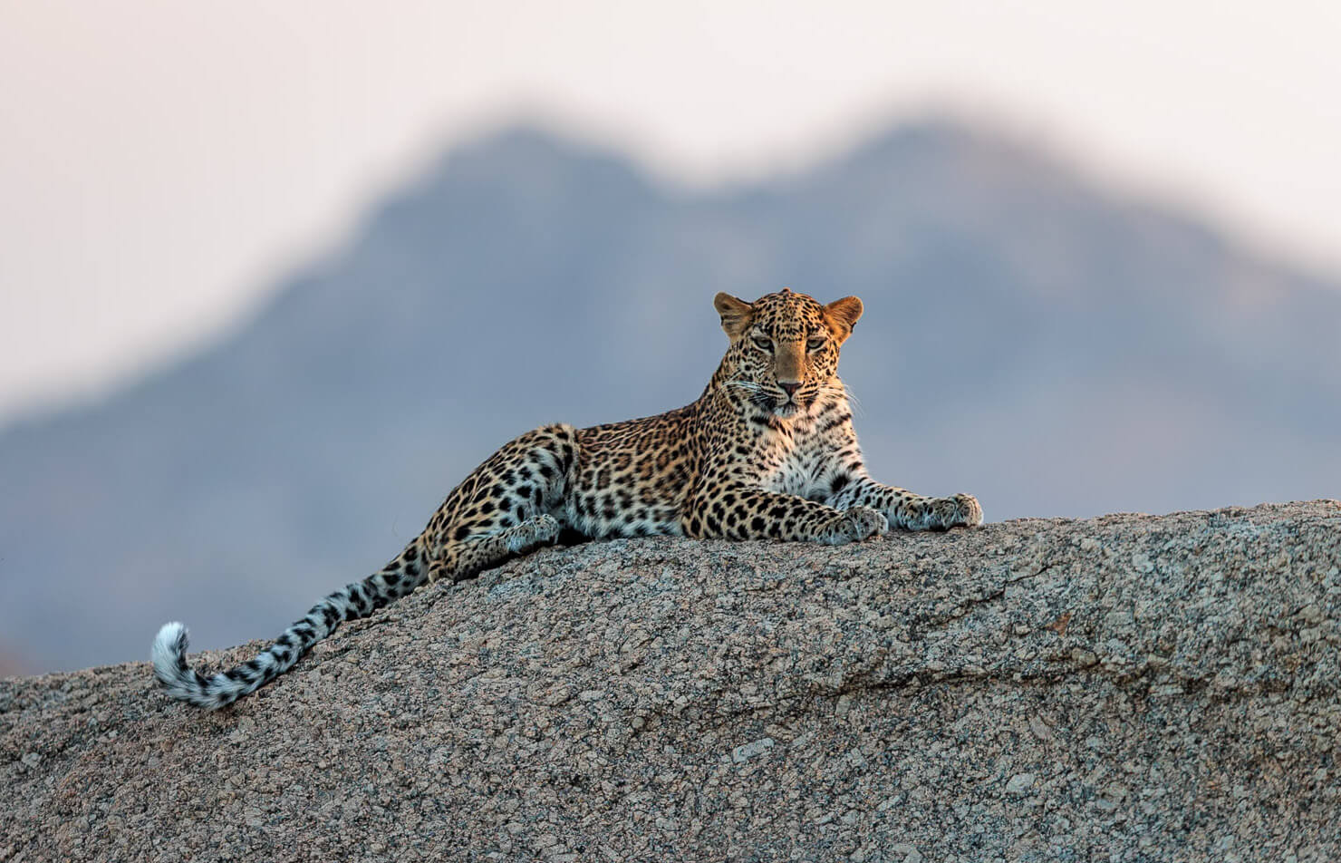 Tanzania Wildlife safari (1)