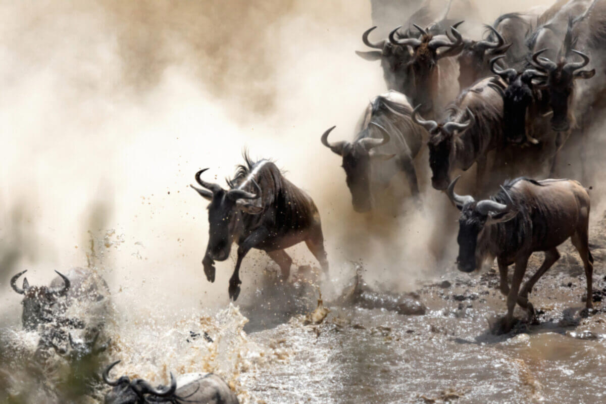 big wildebeest