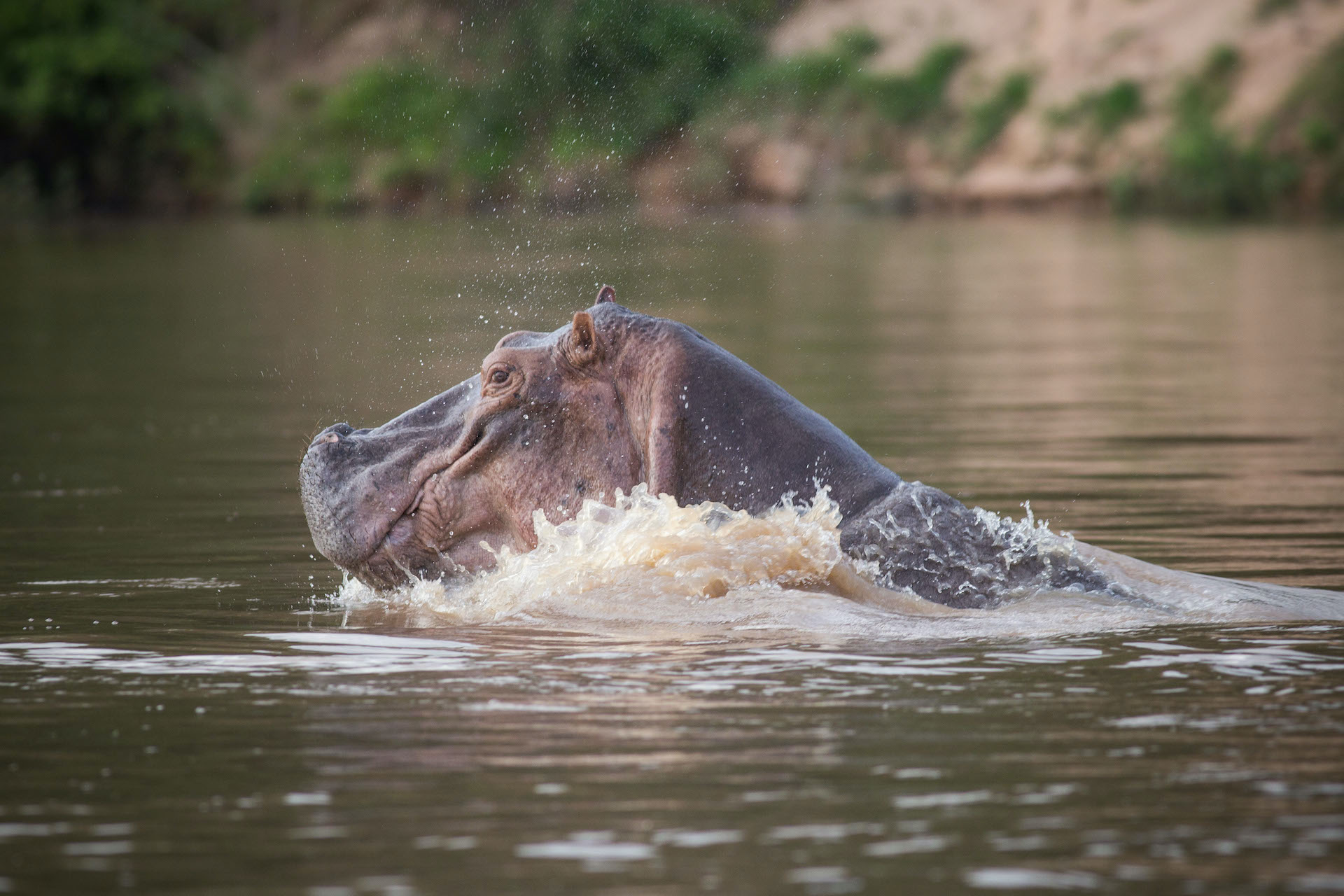 hippo selous