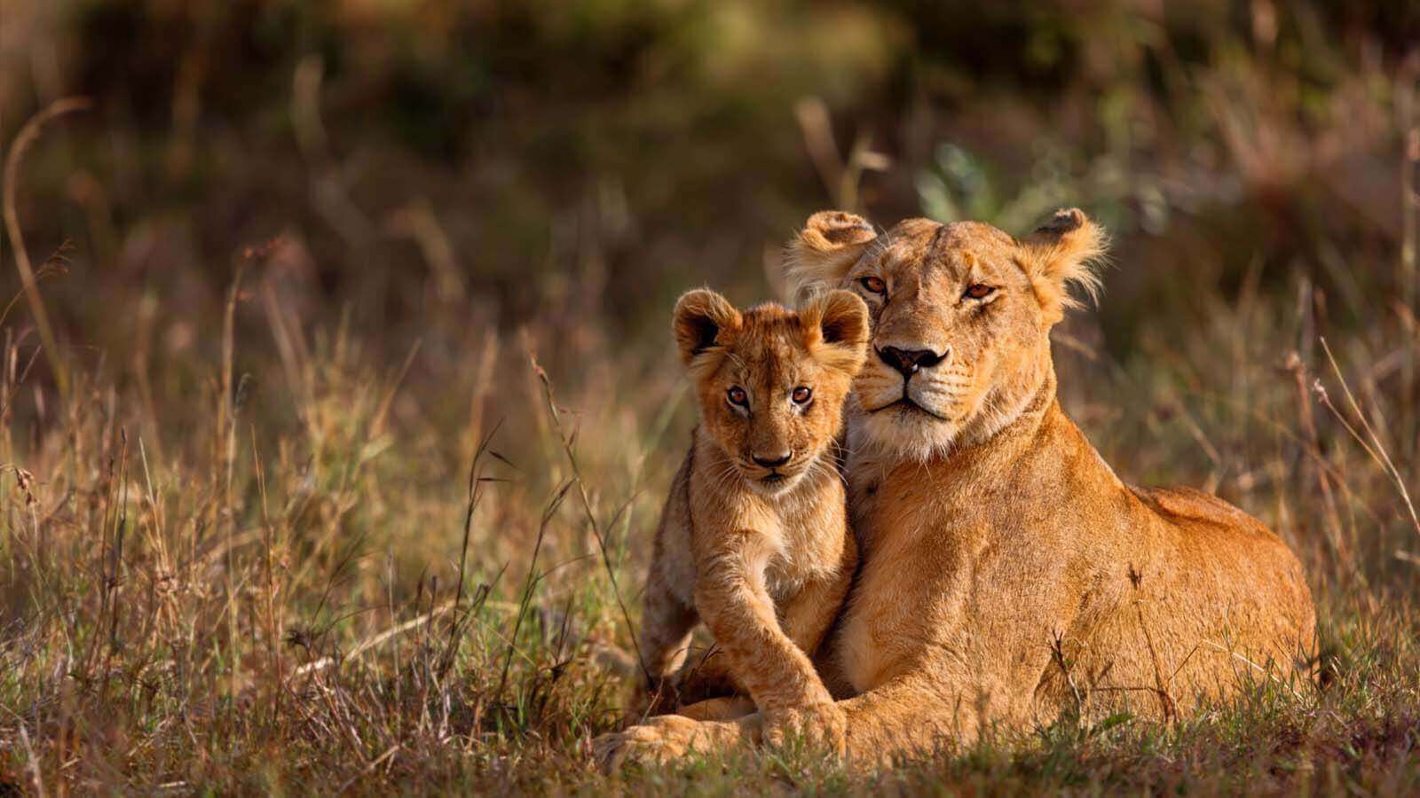 lion african safari (1)