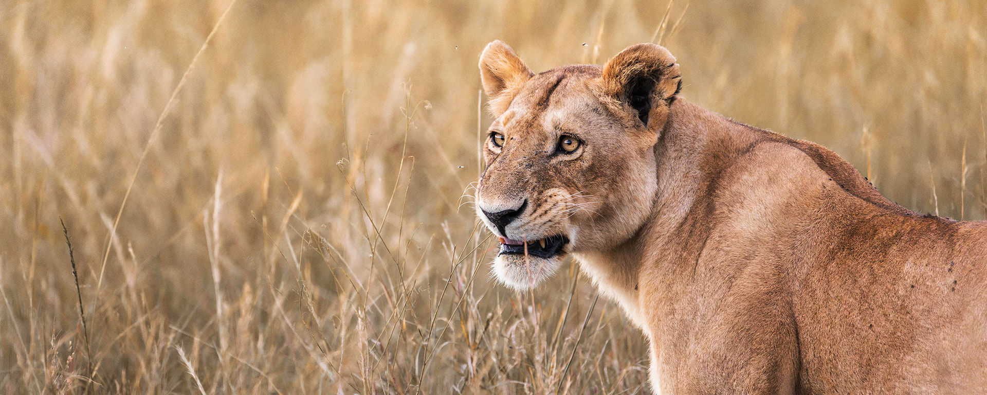 lion african safari