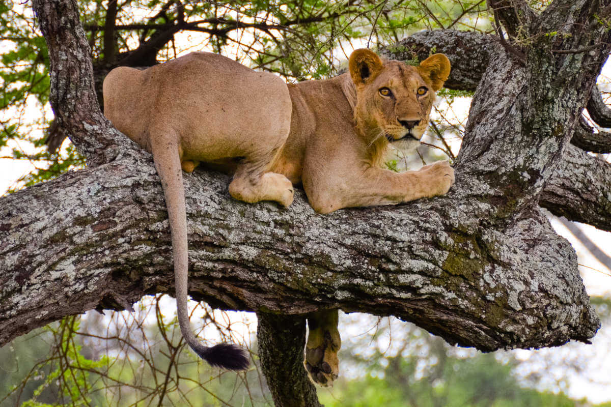 lion in manyara (2)