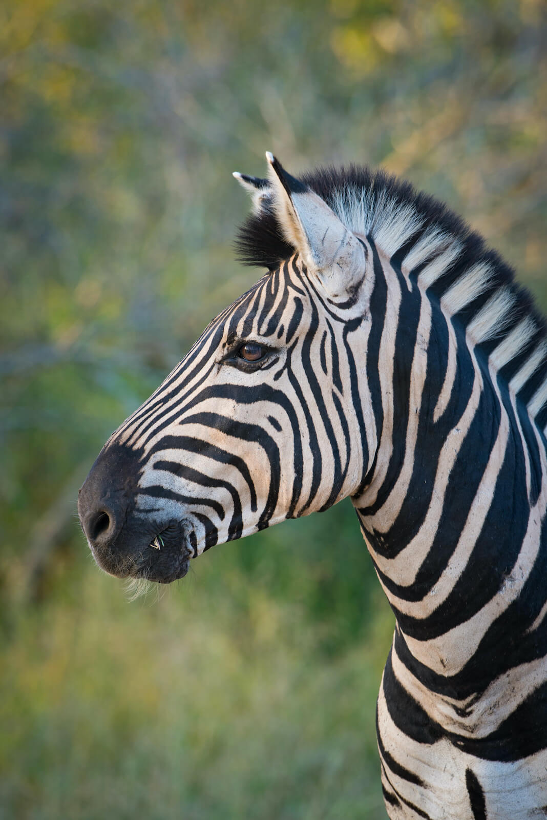 ngorongoro crater safari copy