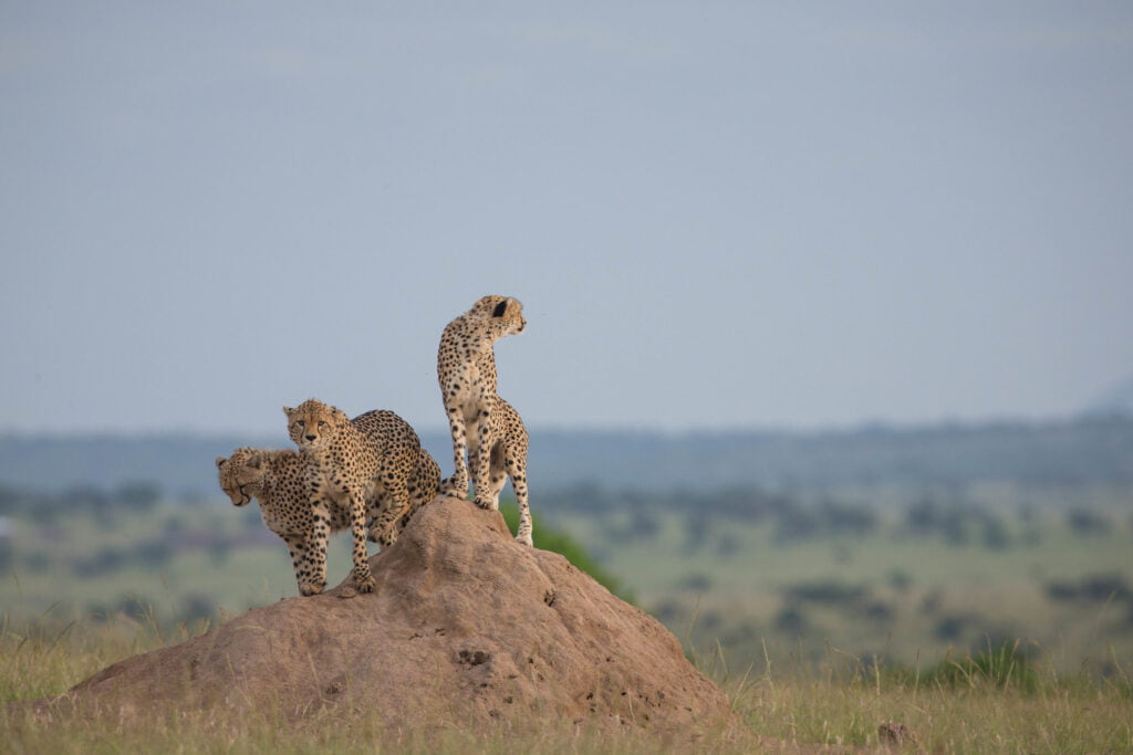 serengeti tanzania
