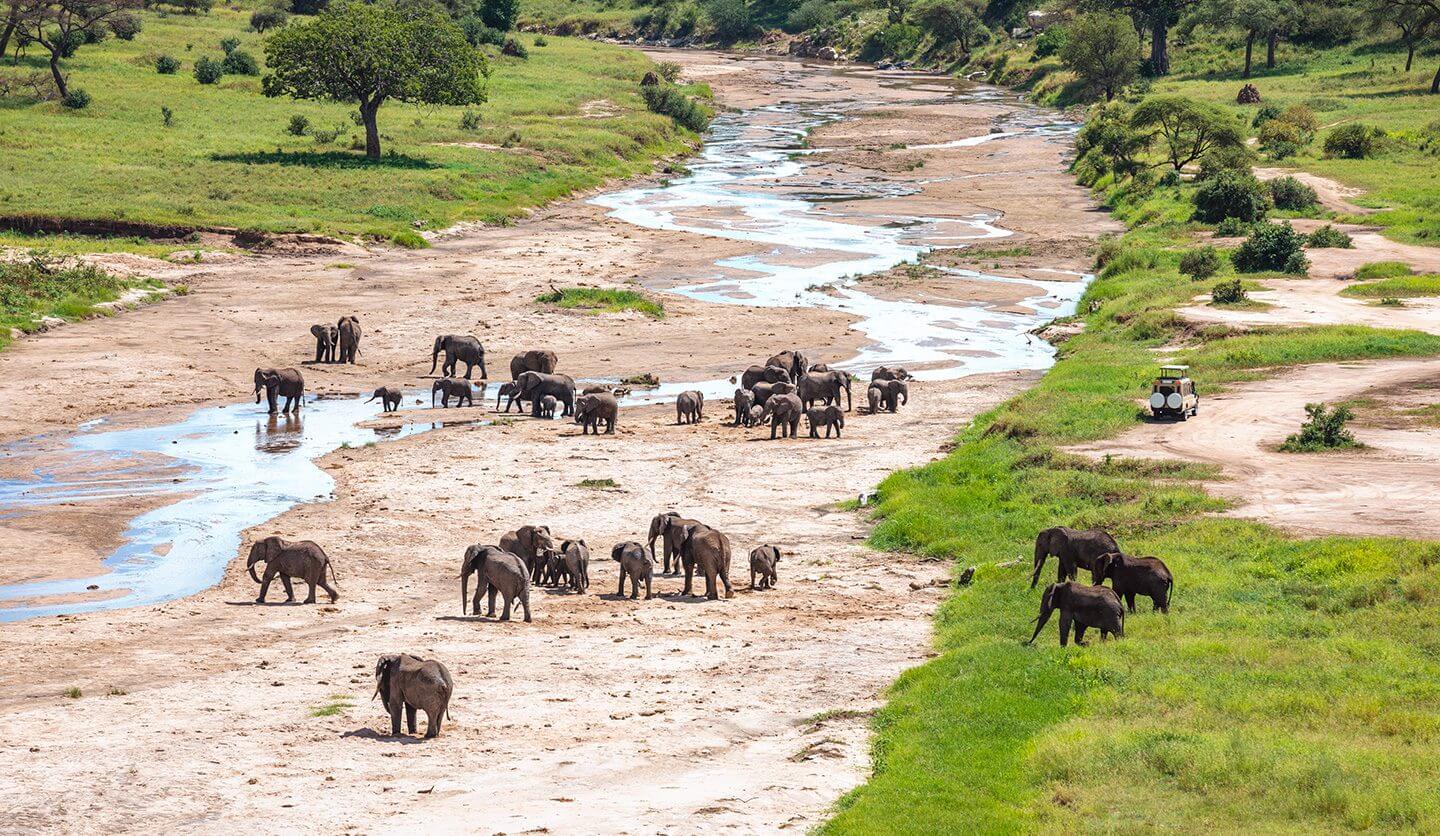 tarangire river (2)