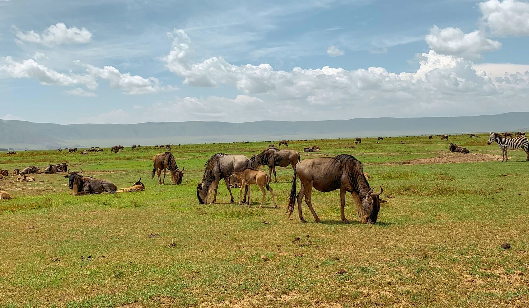 wildebeest calving 3