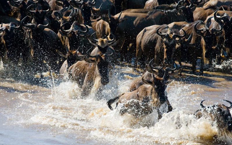 MIGRATION 5