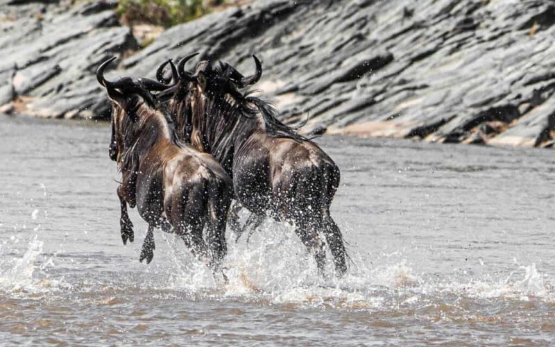 Migration wildebeest 2