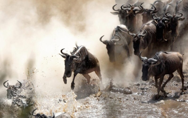 big wildebeest