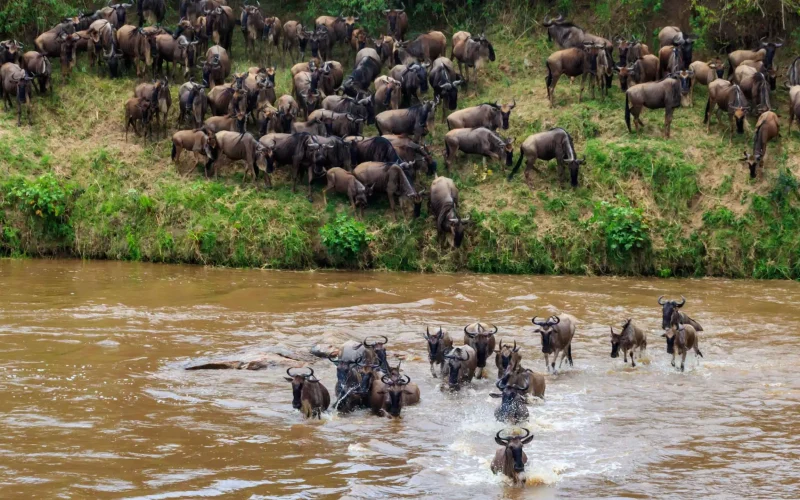 cross river wildebeest