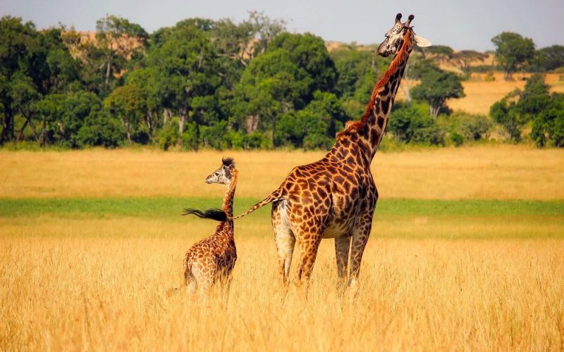 girrafe safaris