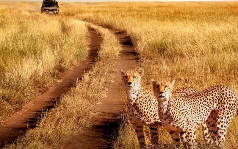 leopard safari (1)