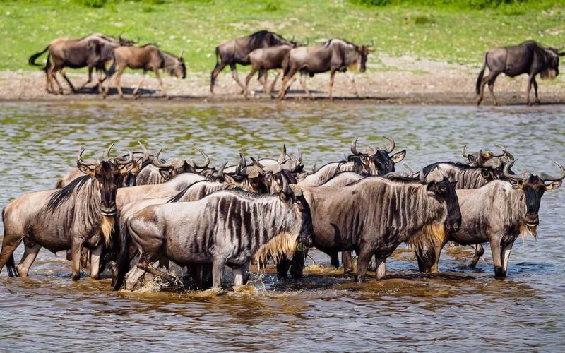 wildebeest (4)