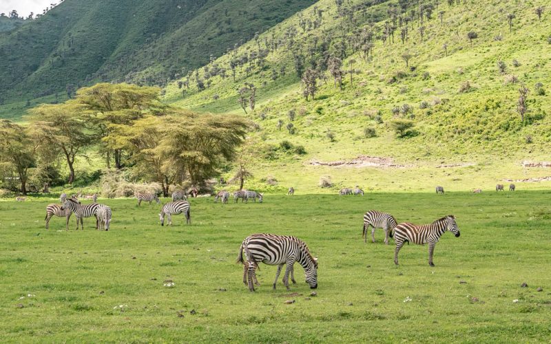 zebra safai in ngorpngoro